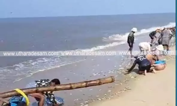 കാഞ്ഞങ്ങാട്ടും കരയിലേക്ക് മത്സ്യക്കൂട്ടം ഒഴുകിയെത്തി; പ്രദേശവാസികള്ക്ക് ചാകര കാഞ്ഞങ്ങാട്ടും കരയിലേക്ക് മത്സ്യക്കൂട്ടം ഒഴുകിയെത്തി; പ്രദേശവാസികള്ക്ക് ചാകര