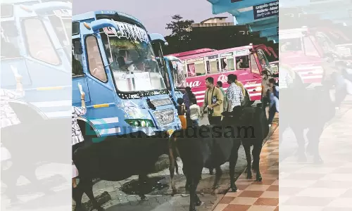 കാസര്‍കോട് നഗരത്തില്‍ അലയുന്ന കന്നുകാലികളെ  പിടിച്ചുകെട്ടാനുള്ള നടപടി എങ്ങുമെത്തിയില്ല; സുപ്രീംകോടതിയുടെ ഉത്തരവില്‍ പ്രതീക്ഷ