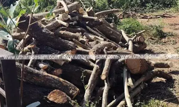 ശ്മശാന ഭൂമിയിലെ മരം മുറിച്ച് കടത്തിയ സംഭവം; പഞ്ചായത്തംഗം കസ്റ്റഡിയില്‍