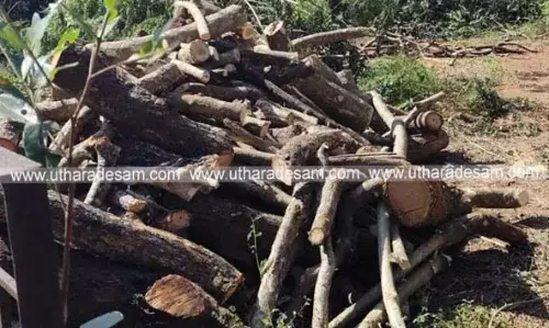 ശ്മശാന ഭൂമിയിലെ മരം മുറിച്ച് കടത്തിയ സംഭവം; പഞ്ചായത്തംഗം കസ്റ്റഡിയില്‍