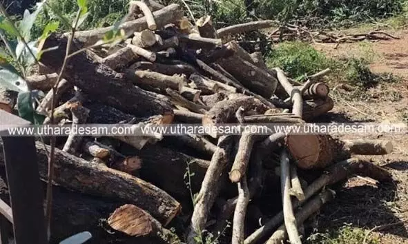 ശ്മശാന ഭൂമിയിലെ മരം മുറിച്ച് കടത്തിയ സംഭവം; പഞ്ചായത്തംഗം കസ്റ്റഡിയില്‍