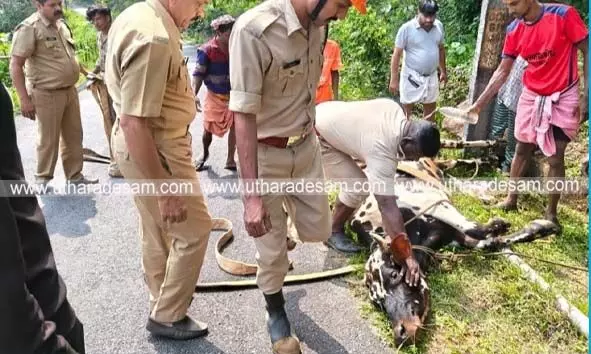 ഓടയില്‍ വീണ പശുവിന് രക്ഷകരായി അഗ്നിരക്ഷാസേന
