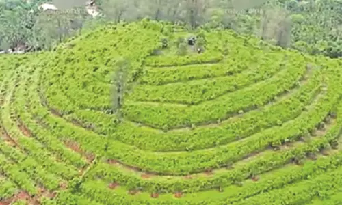 റെക്കോഡ് വിറ്റുവരവ്; അംഗീകാര നിറവില്‍  പ്രോജനി കാര്‍ബണ്‍ ന്യൂട്രല്‍ ഓര്‍ച്ചാഡ് ഫാം