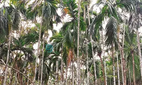 കണ്ണീരുണങ്ങാതെ കമുക് കര്‍ഷകര്‍