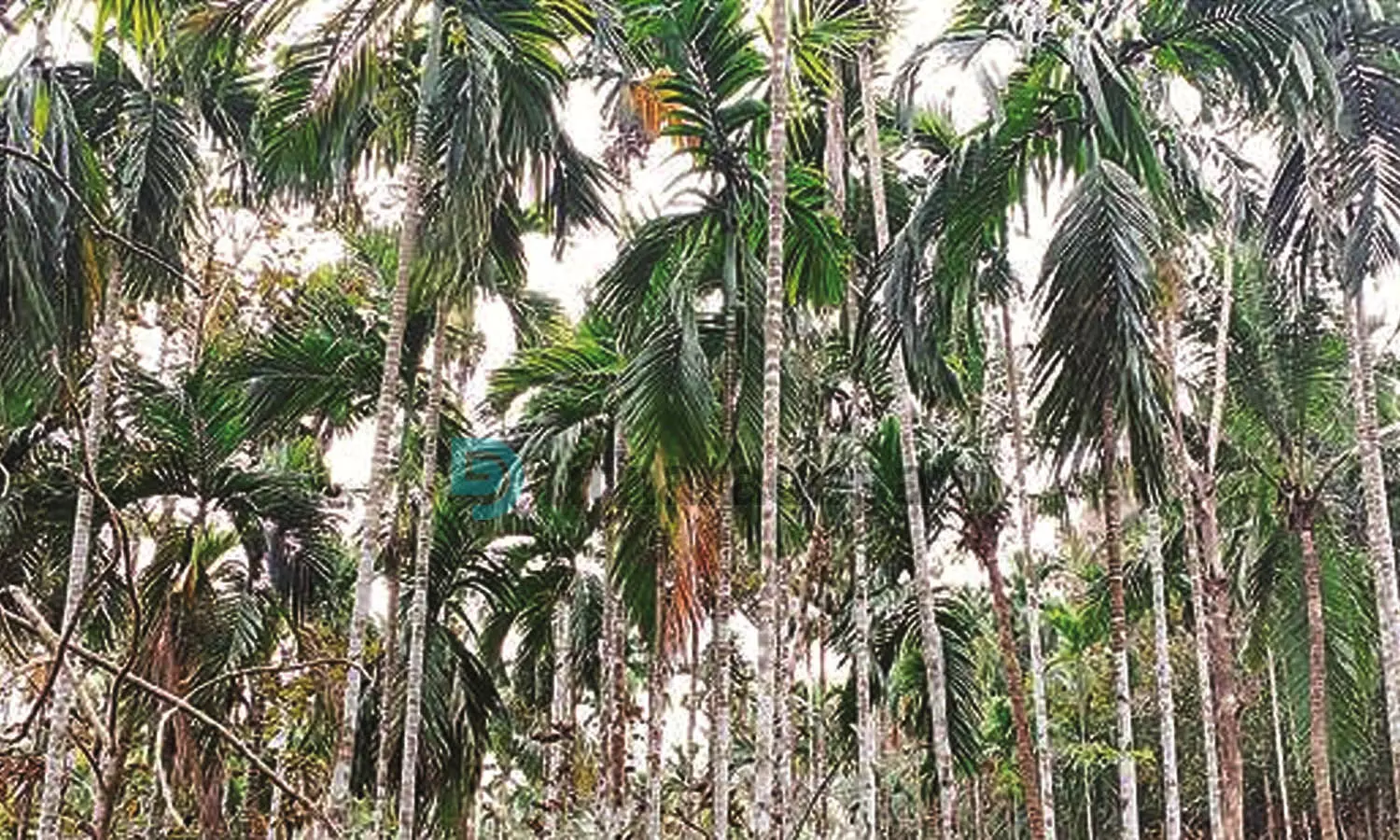 കണ്ണീരുണങ്ങാതെ കമുക് കര്ഷകര് കണ്ണീരുണങ്ങാതെ കമുക് കര്ഷകര്