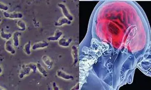 വീണ്ടും ഒരു മരണം കൂടി: അമീബിക് മസ്തിഷ്‌ക ജ്വരം ബാധിച്ച് ചികിത്സയിലായിരുന്ന 26കാരി മരിച്ചു