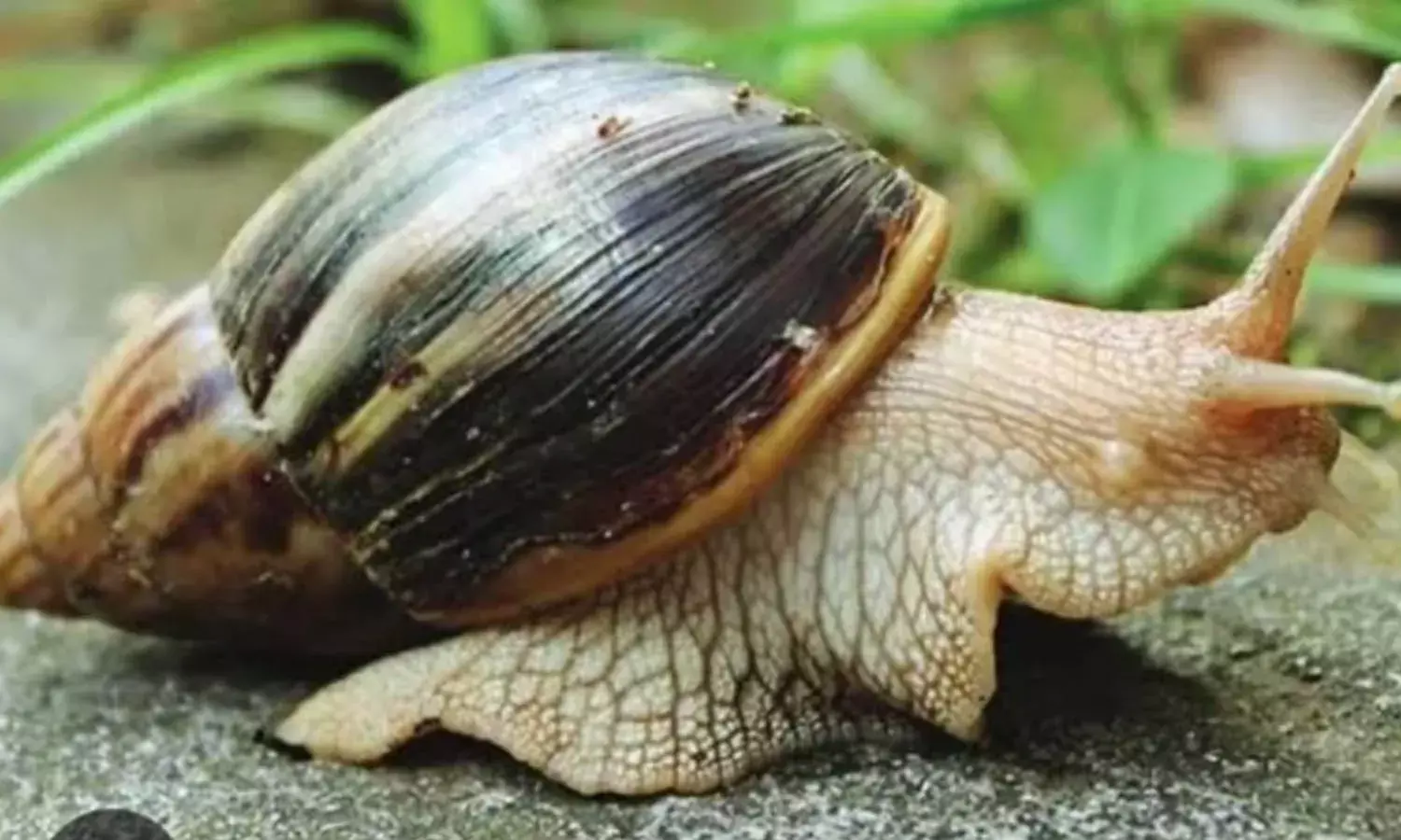 പരക്കെ ആഫ്രിക്കന്‍ ഒച്ച് ശല്യം രൂക്ഷം; കര്‍ഷകര്‍ക്ക് ദുരിതം