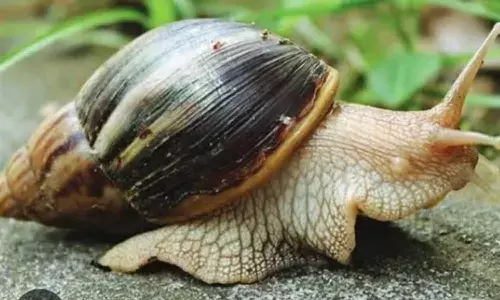 പരക്കെ ആഫ്രിക്കന്‍ ഒച്ച് ശല്യം രൂക്ഷം; കര്‍ഷകര്‍ക്ക് ദുരിതം