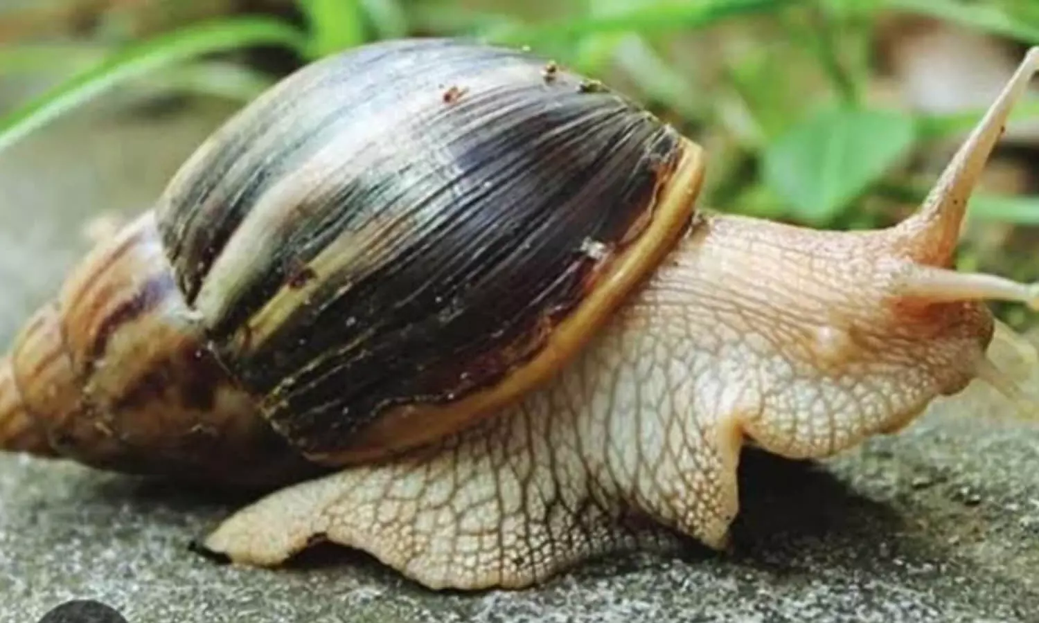 പരക്കെ ആഫ്രിക്കന്‍ ഒച്ച് ശല്യം രൂക്ഷം; കര്‍ഷകര്‍ക്ക് ദുരിതം