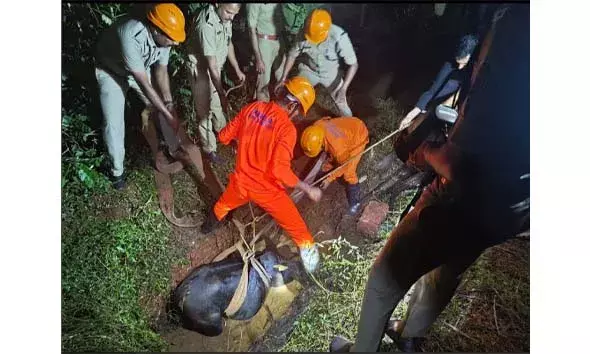 കുഴിയില്‍ വീണ പശുവിന് രക്ഷകരായി അഗ്‌നിരക്ഷാസേന