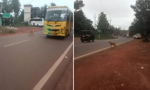 റോഡിലേക്ക് ചാടി നായകള്‍; വിദ്യാനഗര്‍-സീതാംഗോളി റോഡില്‍ അപകടം തുടര്‍ക്കഥ
