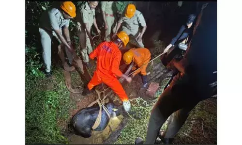 കുഴിയില്‍ വീണ പശുവിന് രക്ഷകരായി അഗ്‌നിരക്ഷാസേന