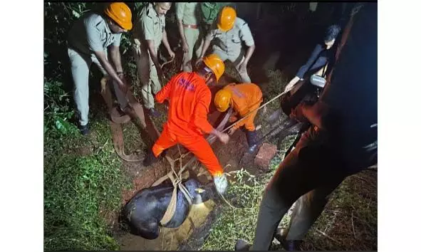 കുഴിയില് വീണ പശുവിന് രക്ഷകരായി അഗ്നിരക്ഷാസേന കുഴിയില് വീണ പശുവിന് രക്ഷകരായി അഗ്നിരക്ഷാസേന