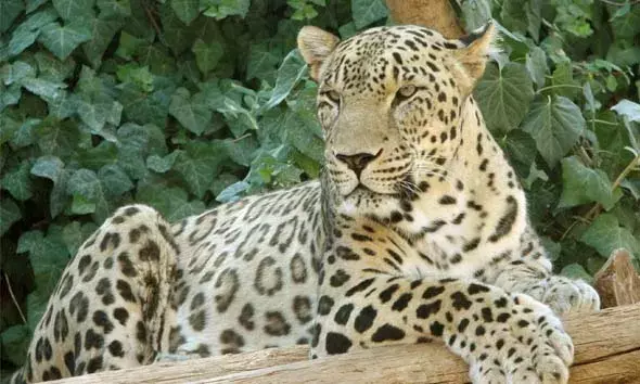 പുല്ലൂര്‍ കൊടവലത്തെ കുളത്തില്‍ നിന്ന് പിടികൂടിയ പുലിയെ തൃശൂരിലെ മൃഗശാലയിലേക്ക് കൊണ്ടുപോയി