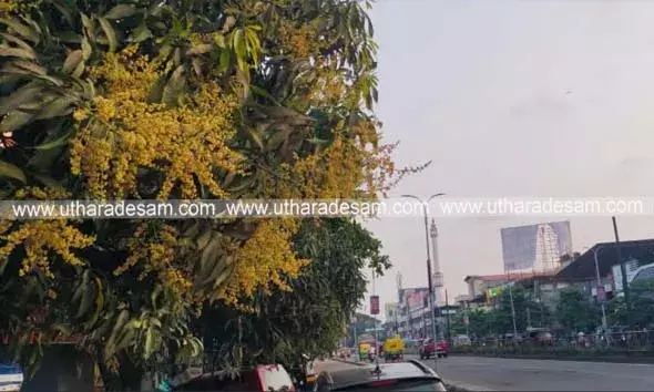 നഗരക്കാഴ്ചയായി കാലം തെറ്റി പൂത്ത മാവുകള്‍
