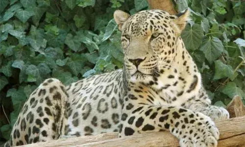 പുല്ലൂര് കൊടവലത്തെ കുളത്തില് നിന്ന് പിടികൂടിയ പുലിയെ തൃശൂരിലെ മൃഗശാലയിലേക്ക് കൊണ്ടുപോയി പുല്ലൂര് കൊടവലത്തെ കുളത്തില് നിന്ന് പിടികൂടിയ പുലിയെ തൃശൂരിലെ മൃഗശാലയിലേക്ക് കൊണ്ടുപോയി