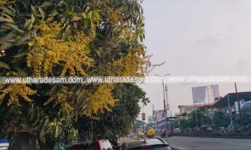 നഗരക്കാഴ്ചയായി കാലം തെറ്റി പൂത്ത മാവുകള് നഗരക്കാഴ്ചയായി കാലം തെറ്റി പൂത്ത മാവുകള്