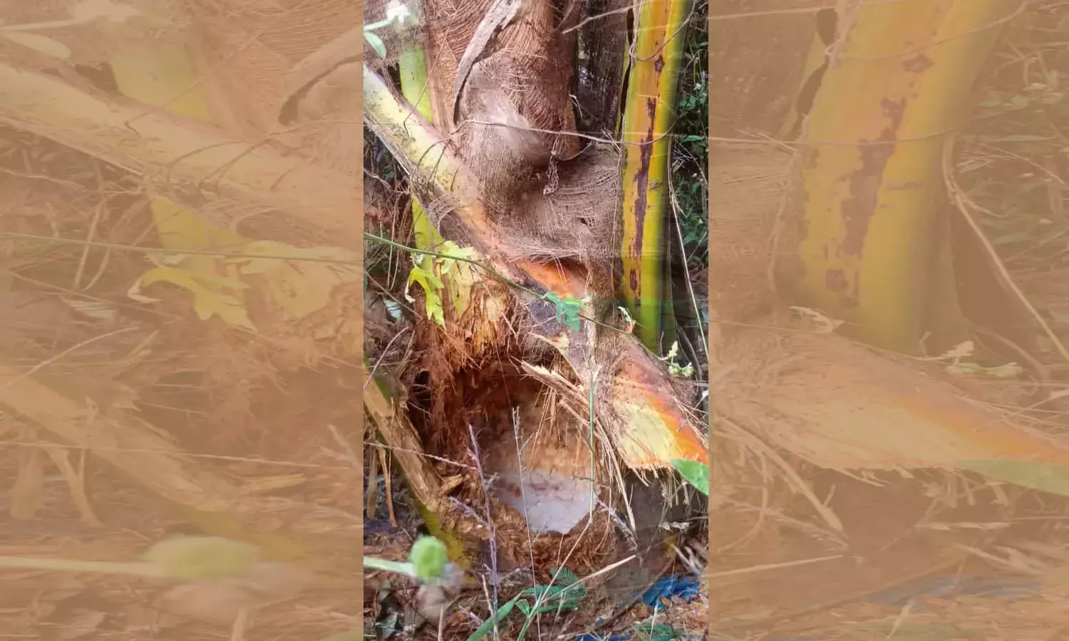 മൊഗ്രാലില്‍ മുള്ളന്‍ പന്നിയുടെ ശല്യം വ്യാപകം; നിരവധി തെങ്ങിന്‍ തൈകള്‍ നശിപ്പിച്ചു