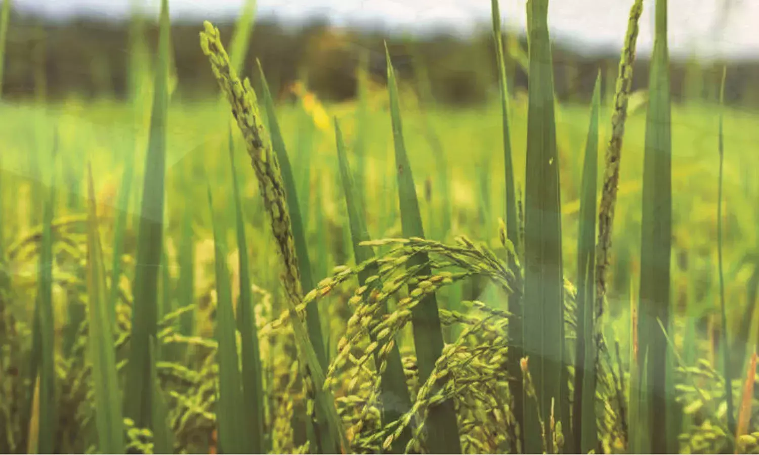 യൂറിയ രണ്ട് മാസമായി കിട്ടാനില്ല; നെല്‍കര്‍ഷകര്‍ ദുരിതത്തില്‍