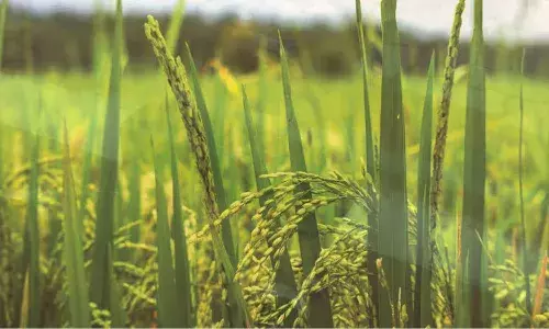യൂറിയ രണ്ട് മാസമായി കിട്ടാനില്ല; നെല്കര്ഷകര് ദുരിതത്തില് യൂറിയ രണ്ട് മാസമായി കിട്ടാനില്ല; നെല്കര്ഷകര് ദുരിതത്തില്