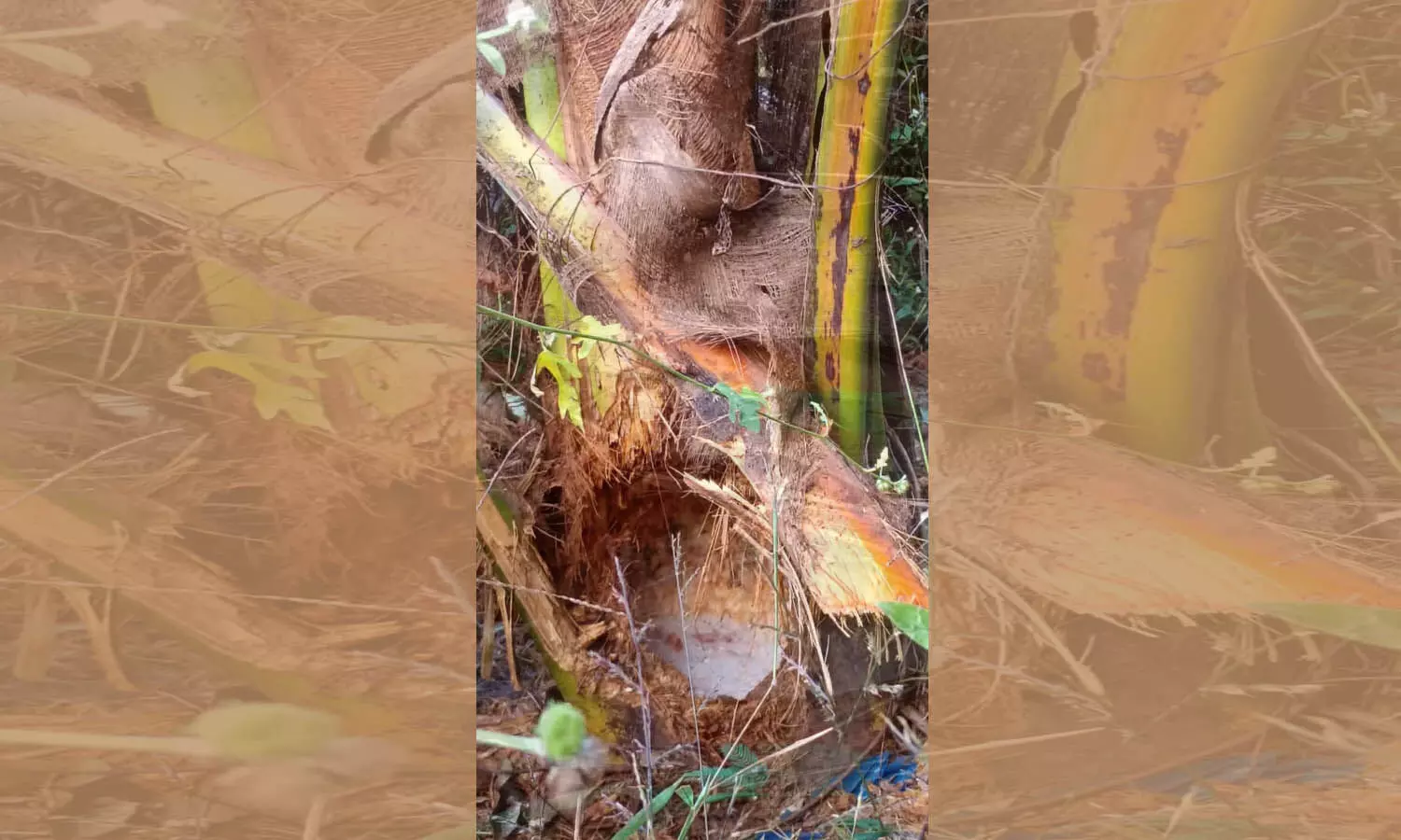 മൊഗ്രാലില് മുള്ളന് പന്നിയുടെ ശല്യം വ്യാപകം; നിരവധി തെങ്ങിന് തൈകള് നശിപ്പിച്ചു മൊഗ്രാലില് മുള്ളന് പന്നിയുടെ ശല്യം വ്യാപകം; നിരവധി തെങ്ങിന് തൈകള് നശിപ്പിച്ചു