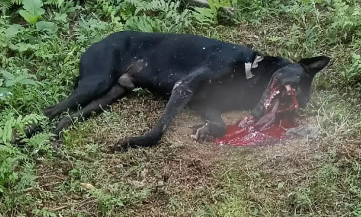 കുമ്പഡാജെയില്‍ എല്‍.ഡി.എഫ് സ്ഥാനാര്‍ത്ഥിയുടെ വീടിന് സമീപം പന്നിപ്പടക്കം പൊട്ടിത്തെറിച്ച് നായ ചത്തു