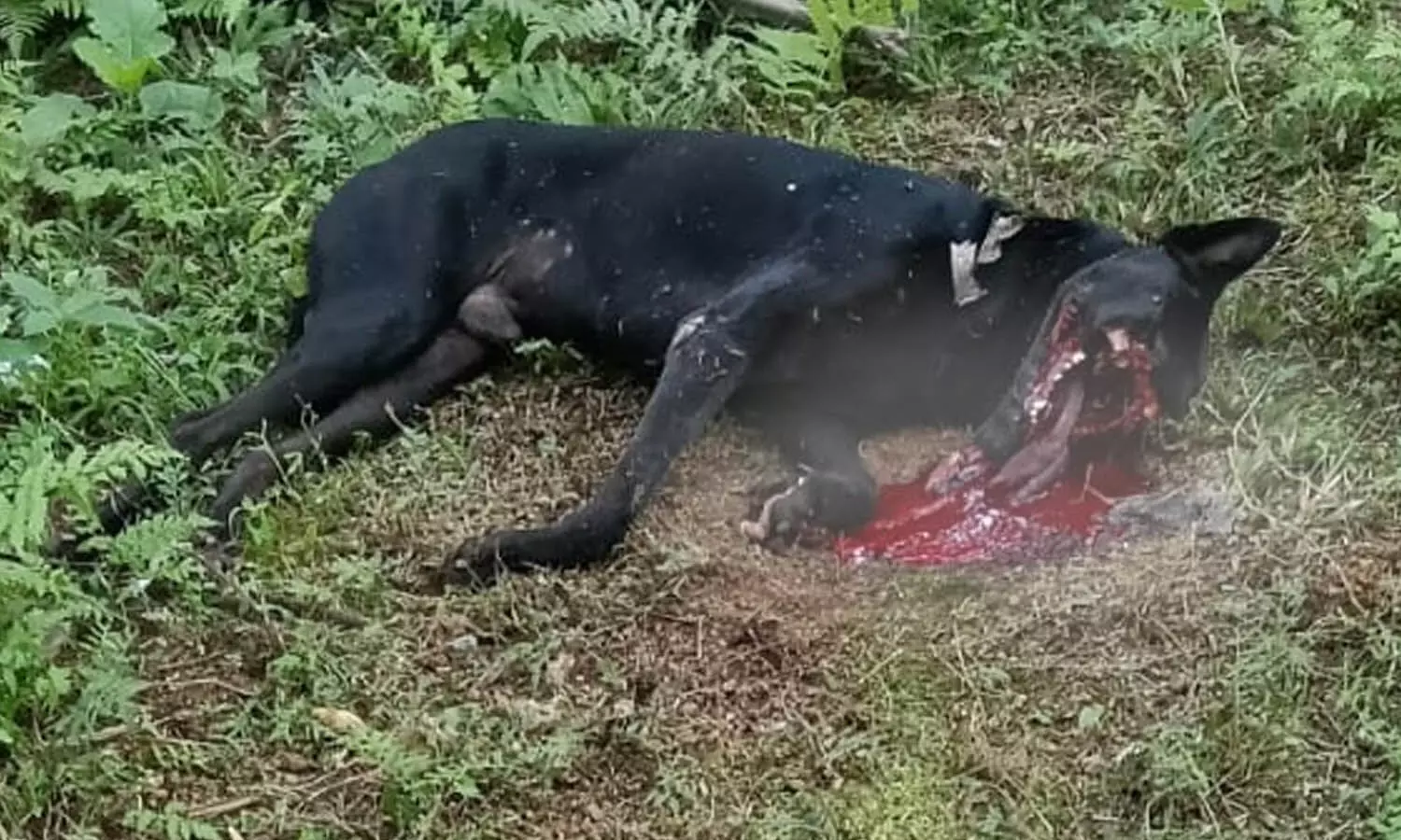 കുമ്പഡാജെയില് എല്.ഡി.എഫ് സ്ഥാനാര്ത്ഥിയുടെ വീടിന് സമീപം പന്നിപ്പടക്കം പൊട്ടിത്തെറിച്ച് നായ ചത്തു കുമ്പഡാജെയില് എല്.ഡി.എഫ് സ്ഥാനാര്ത്ഥിയുടെ വീടിന് സമീപം പന്നിപ്പടക്കം പൊട്ടിത്തെറിച്ച് നായ ചത്തു