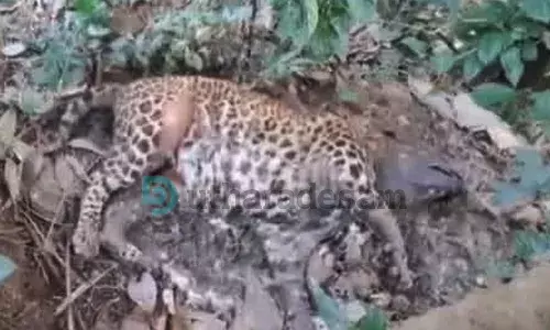 കള്ളാര് കോട്ടക്കുന്ന് ജനവാസ മേഖലയില് പുലിയുടെ ജഡം കള്ളാര് കോട്ടക്കുന്ന് ജനവാസ മേഖലയില് പുലിയുടെ ജഡം