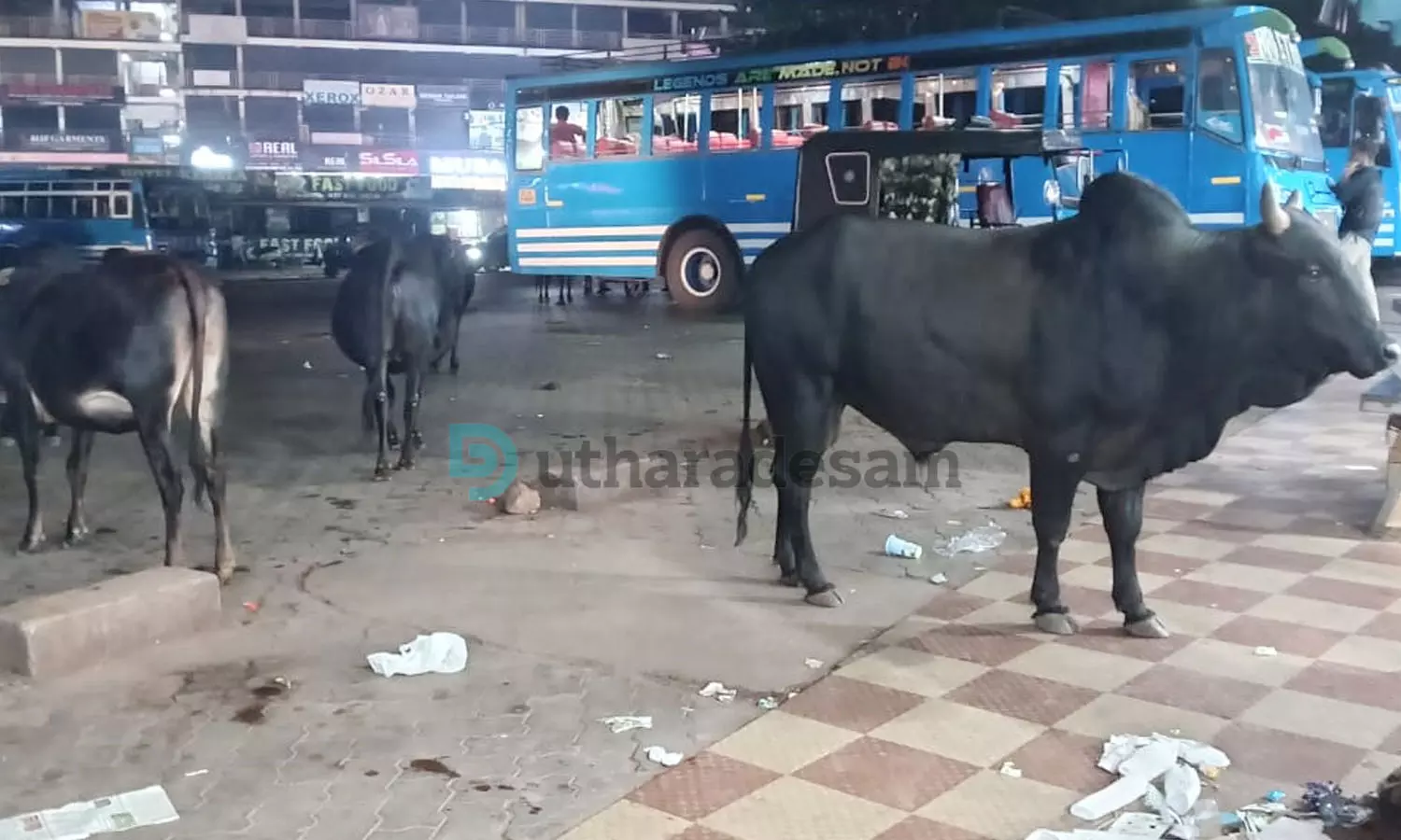 സന്ധ്യ കഴിഞ്ഞാല് കാസര്കോട് പുതിയ ബസ്സ്റ്റാന്റ് പരിസരം കന്നുകാലി തൊഴുത്താവുന്നു; ഇനിയും നടപടിയായില്ല സന്ധ്യ കഴിഞ്ഞാല് കാസര്കോട് പുതിയ ബസ്സ്റ്റാന്റ് പരിസരം കന്നുകാലി തൊഴുത്താവുന്നു; ഇനിയും നടപടിയായില്ല