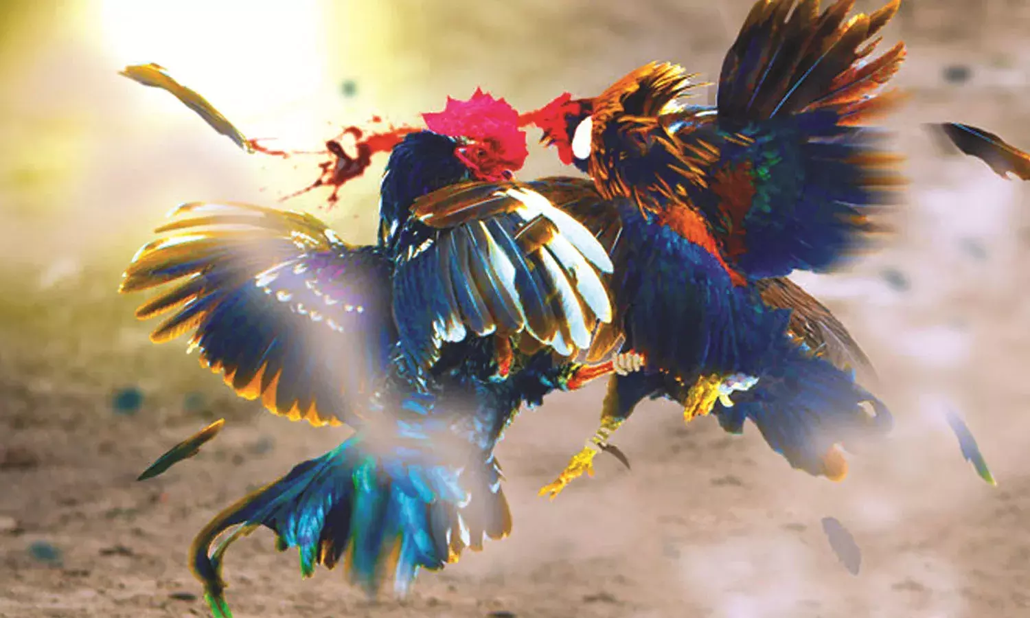 കോഴിയങ്കത്തിനെതിരെ നടപടി ശക്തമാക്കി പൊലീസ്; കര്‍ണ്ണാടക സ്വദേശികളടക്കം മൂന്നുപേര്‍ അറസ്റ്റില്‍