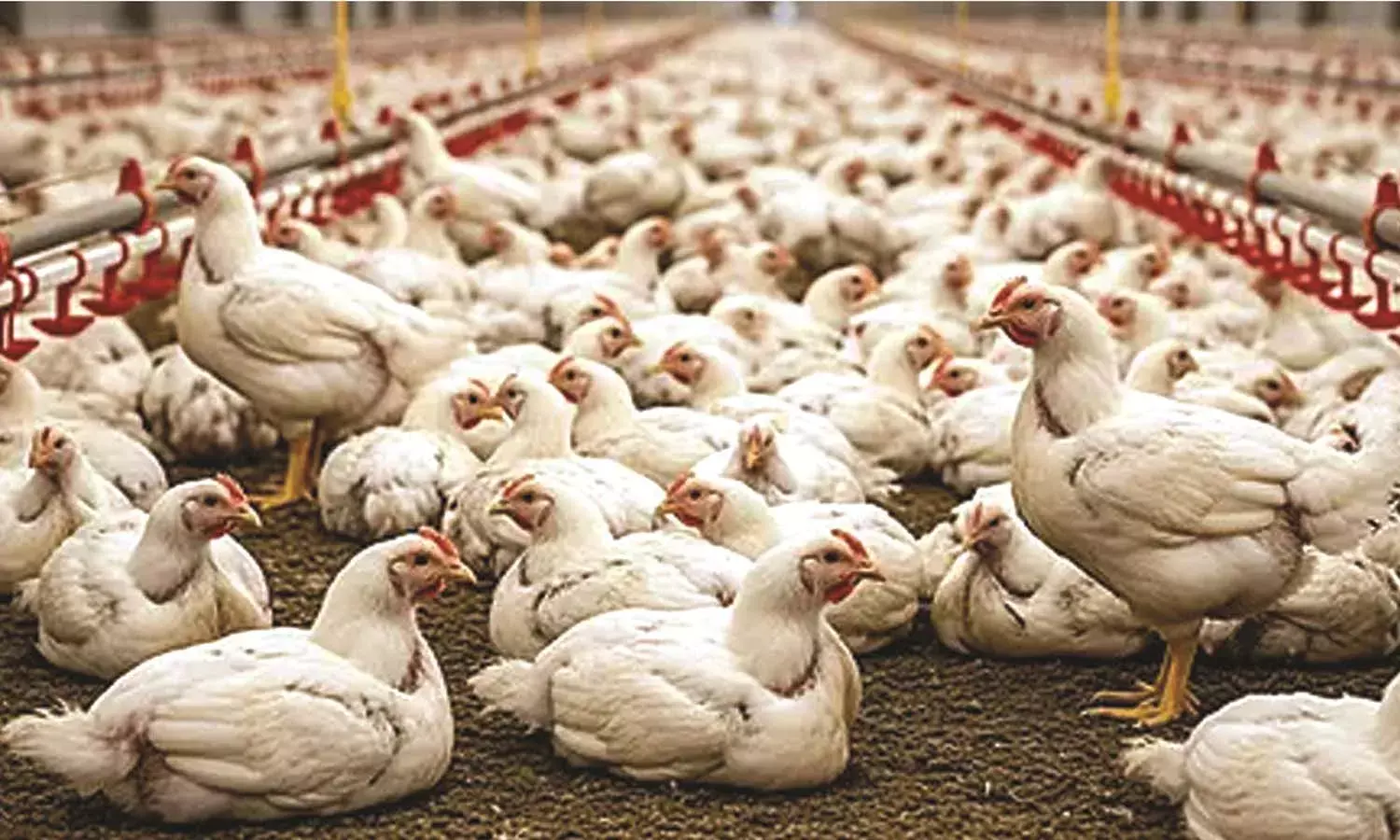 കോഴിക്ക് 175 രൂപ കടന്നു; റമദാന്‍  എത്തുന്നതോടെ ഇനിയും വില കൂടും