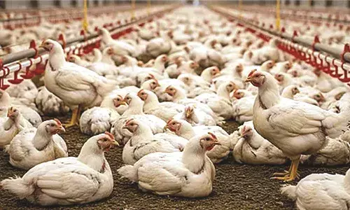 കോഴിക്ക് 175 രൂപ കടന്നു; റമദാന് എത്തുന്നതോടെ ഇനിയും വില കൂടും കോഴിക്ക് 175 രൂപ കടന്നു; റമദാന് എത്തുന്നതോടെ ഇനിയും വില കൂടും