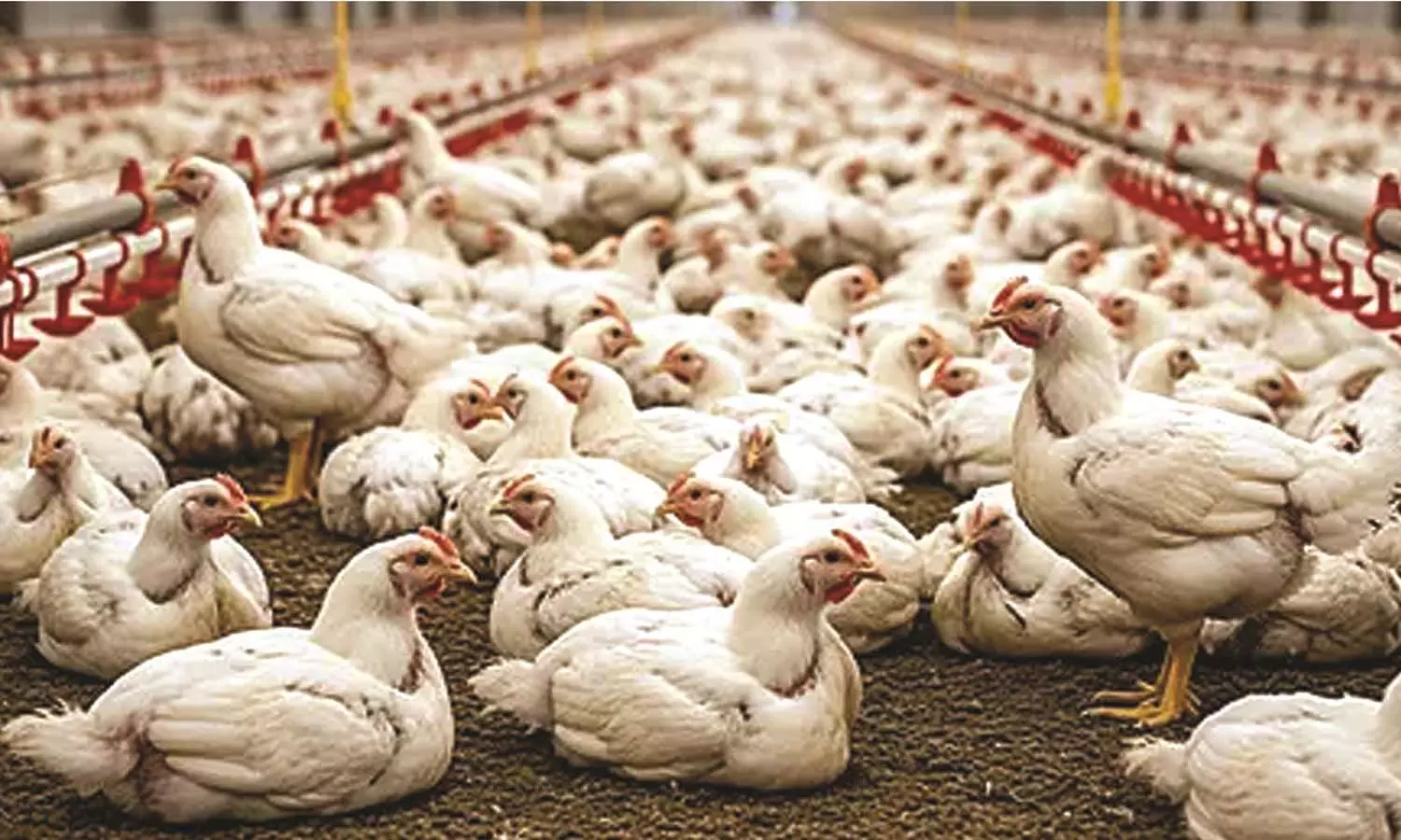 കോഴിക്ക് 175 രൂപ കടന്നു; റമദാന് എത്തുന്നതോടെ ഇനിയും വില കൂടും കോഴിക്ക് 175 രൂപ കടന്നു; റമദാന് എത്തുന്നതോടെ ഇനിയും വില കൂടും