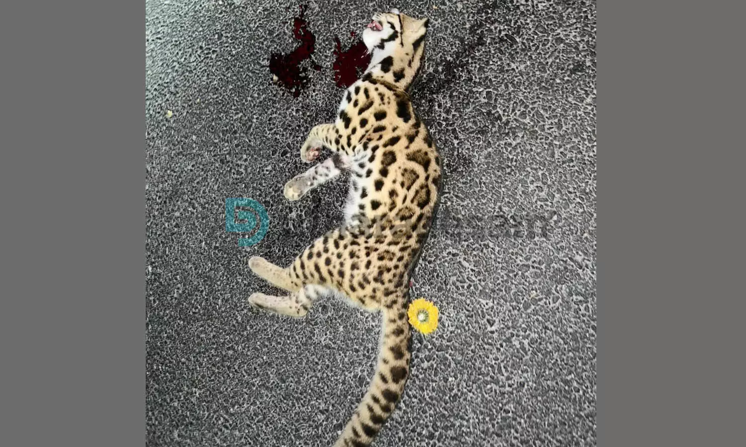 റോഡിന് കുറുകെ ചാടിയ വന്യജീവി വാഹനമിടിച്ച് ചത്ത നിലയില്‍