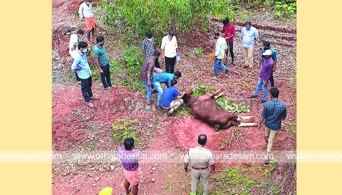 കല്ലുവെട്ട് കുഴിയില്‍ വീണ കാട്ടുപോത്ത് ചത്തു