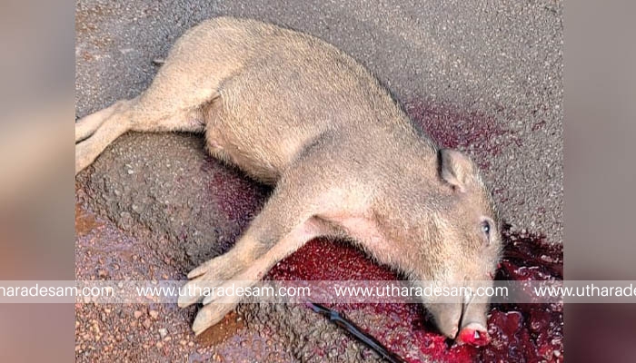 റോഡില്‍ കുറുകെ ചാടിയ കാട്ടുപന്നി സ്‌കൂട്ടറിടിച്ച് ചത്തു; കര്‍ഷകന് ഗുരുതരം