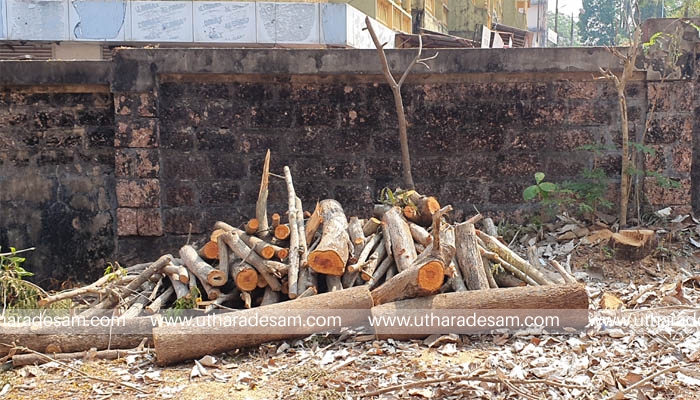 കാസര്‍കോട് ഗവ. ഹയര്‍സെക്കണ്ടറി സ്‌കൂളിലും അനധികൃത മരംമുറി; അന്വേഷണം തുടങ്ങി