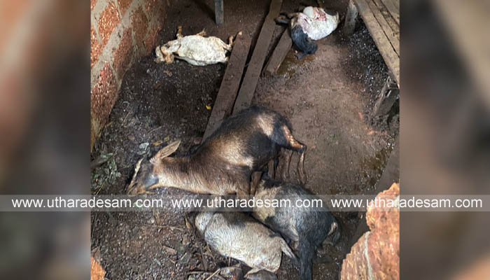 മൊഗ്രാലില്‍ വീണ്ടും തെരുവ് നായ്ക്കളുടെ പരാക്രമം; അഞ്ച് ആടുകളെ കൊന്നൊടുക്കി