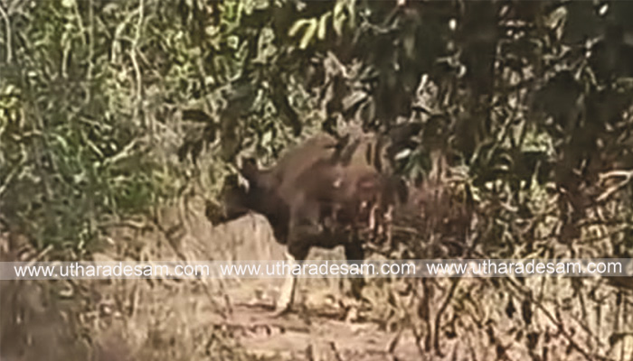 അമ്പലത്തറയിലും മടിക്കൈയിലും നാട്ടുകാരെ പരിഭ്രാന്തിയിലാക്കിയ കാട്ടുപോത്തിനെ മയക്കുവെടിവെച്ചു